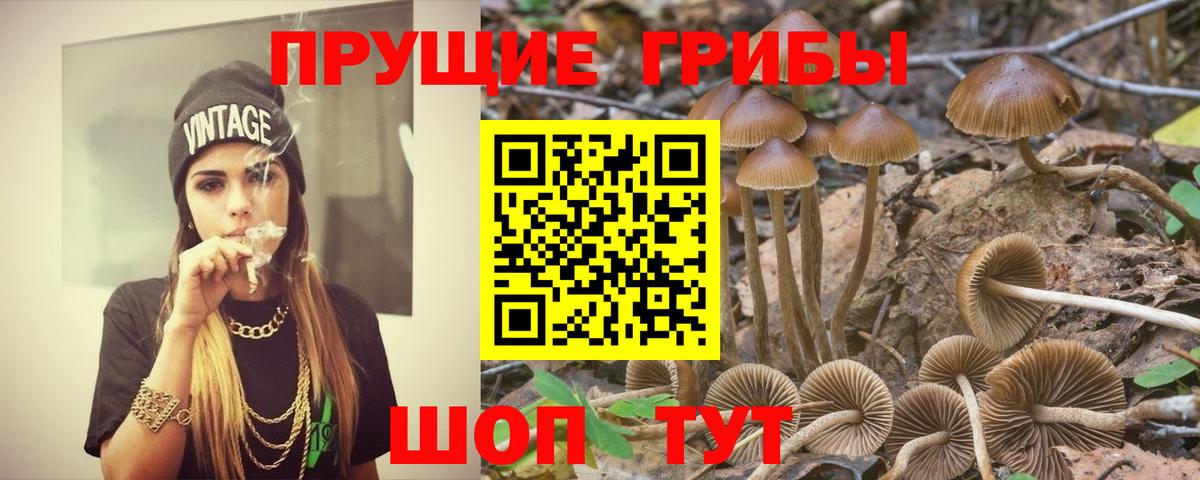 Галлюциногенные грибы Cubensis Пугачёв